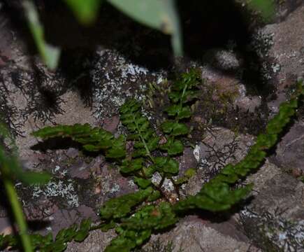 Imagem de Woodsia alpina (Bolton) Gray