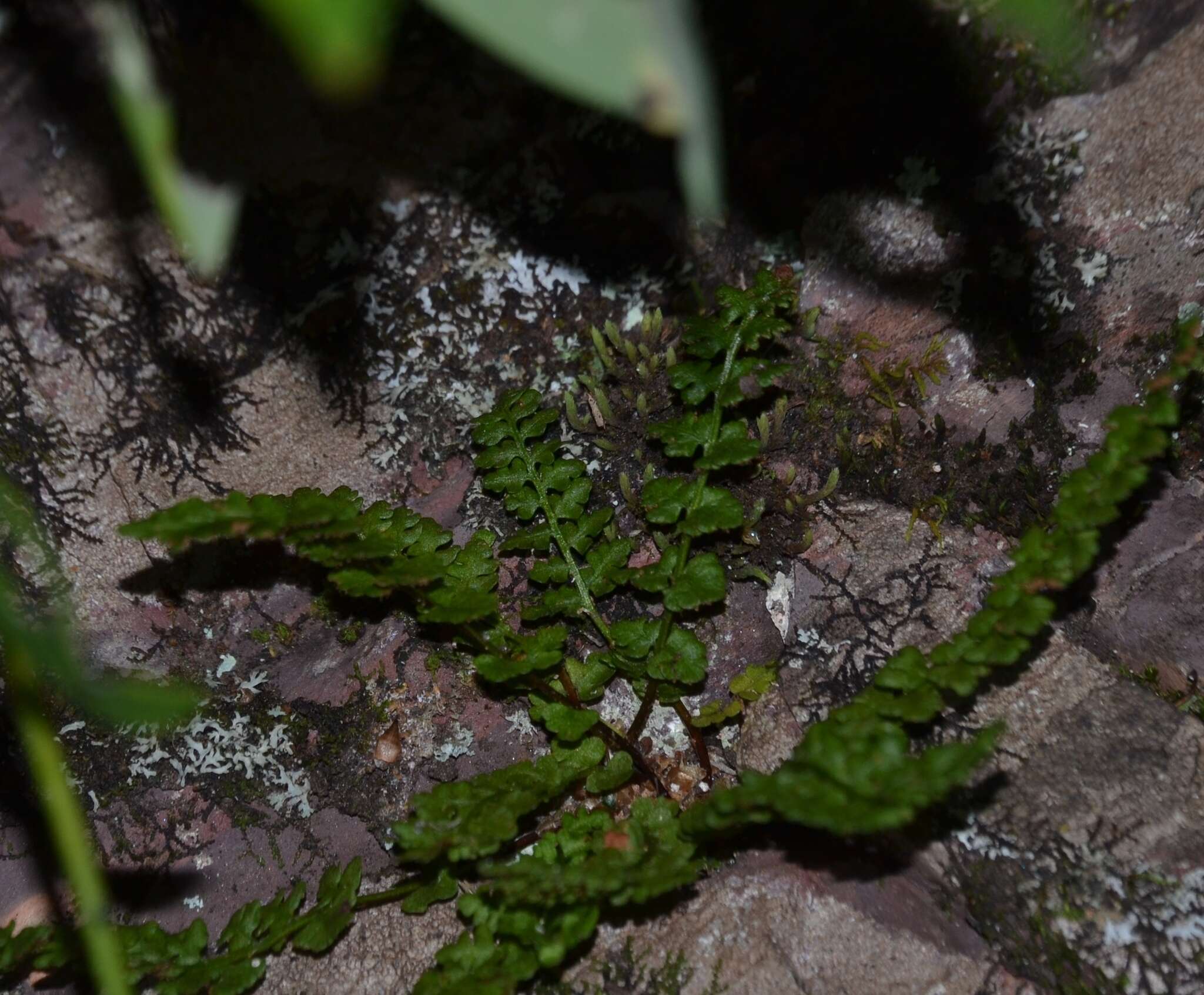 Image of alpine woodsia