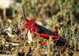 Image of Phymateus (Phymateus) morbillosus (Linnaeus 1758)