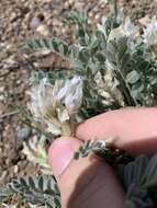 Imagem de Astragalus desereticus Barneby