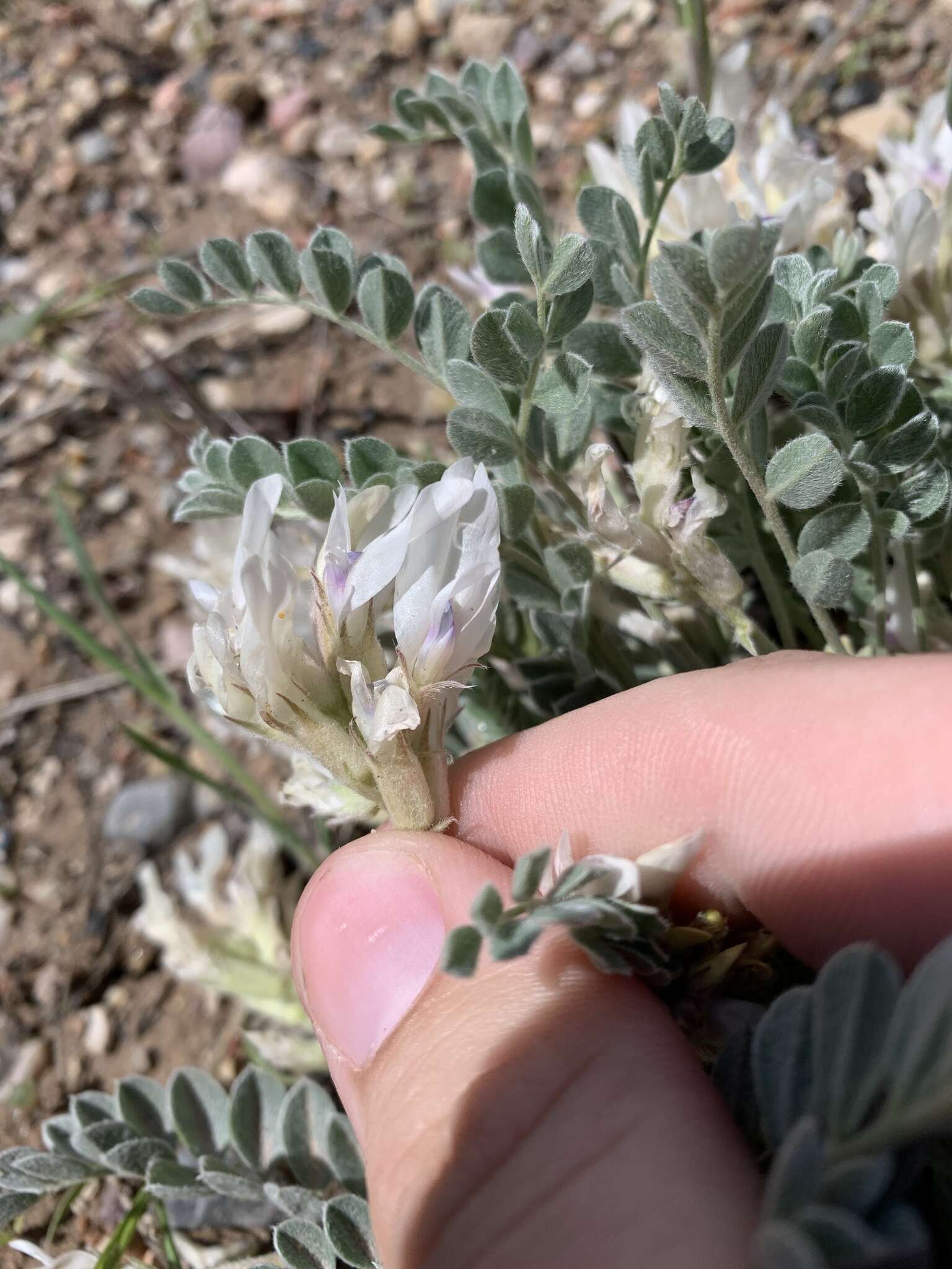 Imagem de Astragalus desereticus Barneby