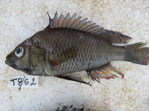 Image of Eastern River Bream