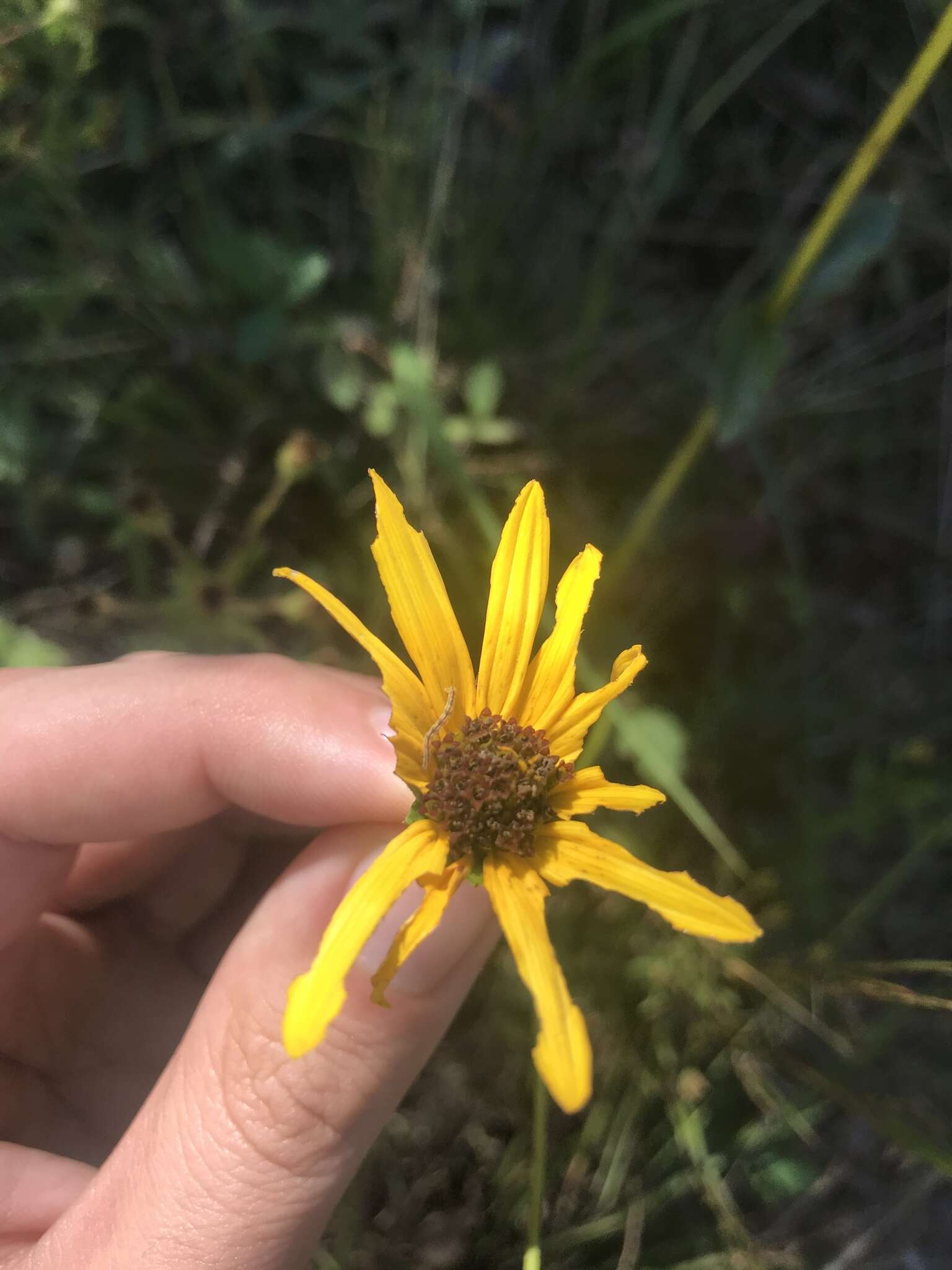 Image of purpledisk sunflower