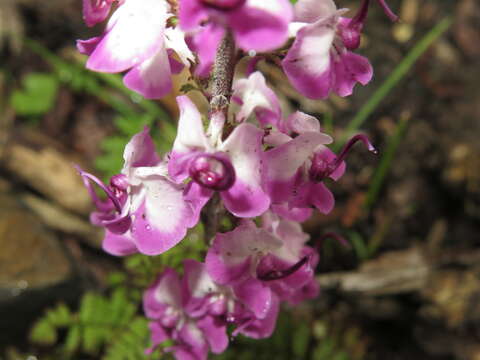 Image of Pedicularis davidii Franch.