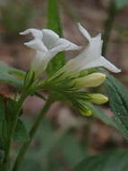 Image de Spigelia scabra Cham. & Schltdl.