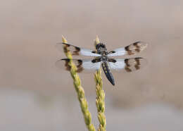 Image of Desert Whitetail