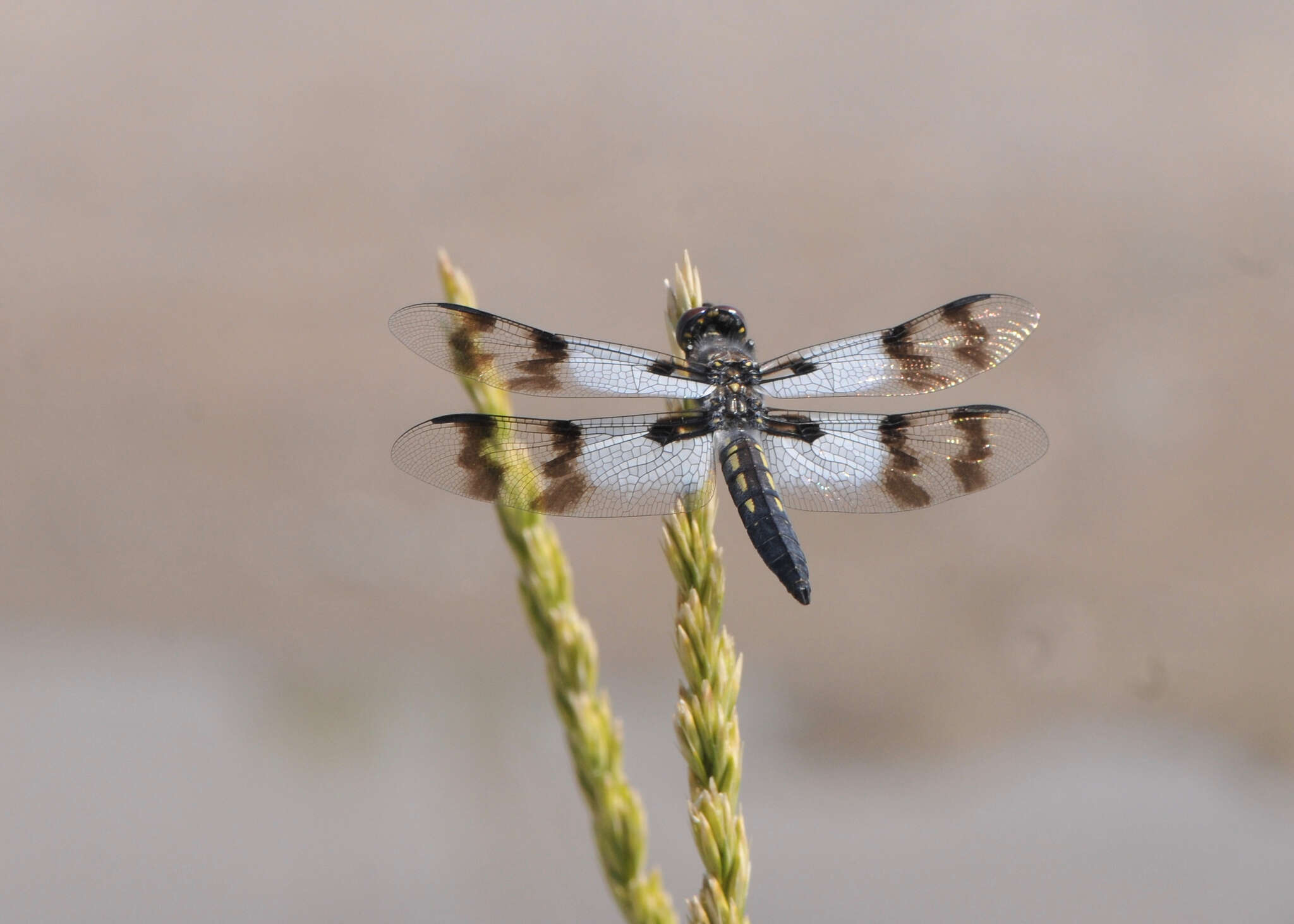 Image of Desert Whitetail