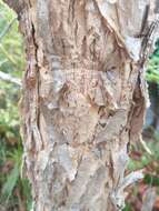 Image of Paperbark acacia