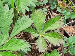 Image of Potentilla divaricata DC.