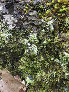 Image of Clam lichens