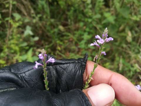 Image of hillside vervain