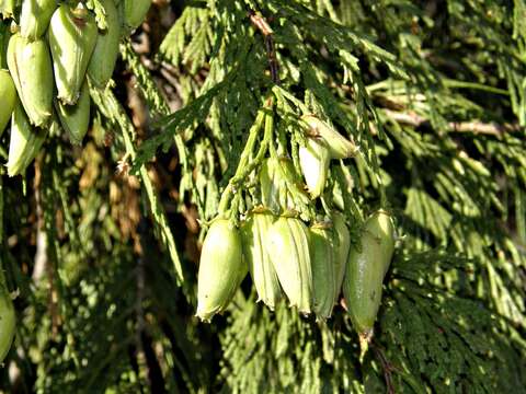 Image of Incense-cedar