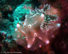 Image of Orange spot white lumpy slug