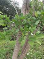 Image of Erythrina senegalensis DC.