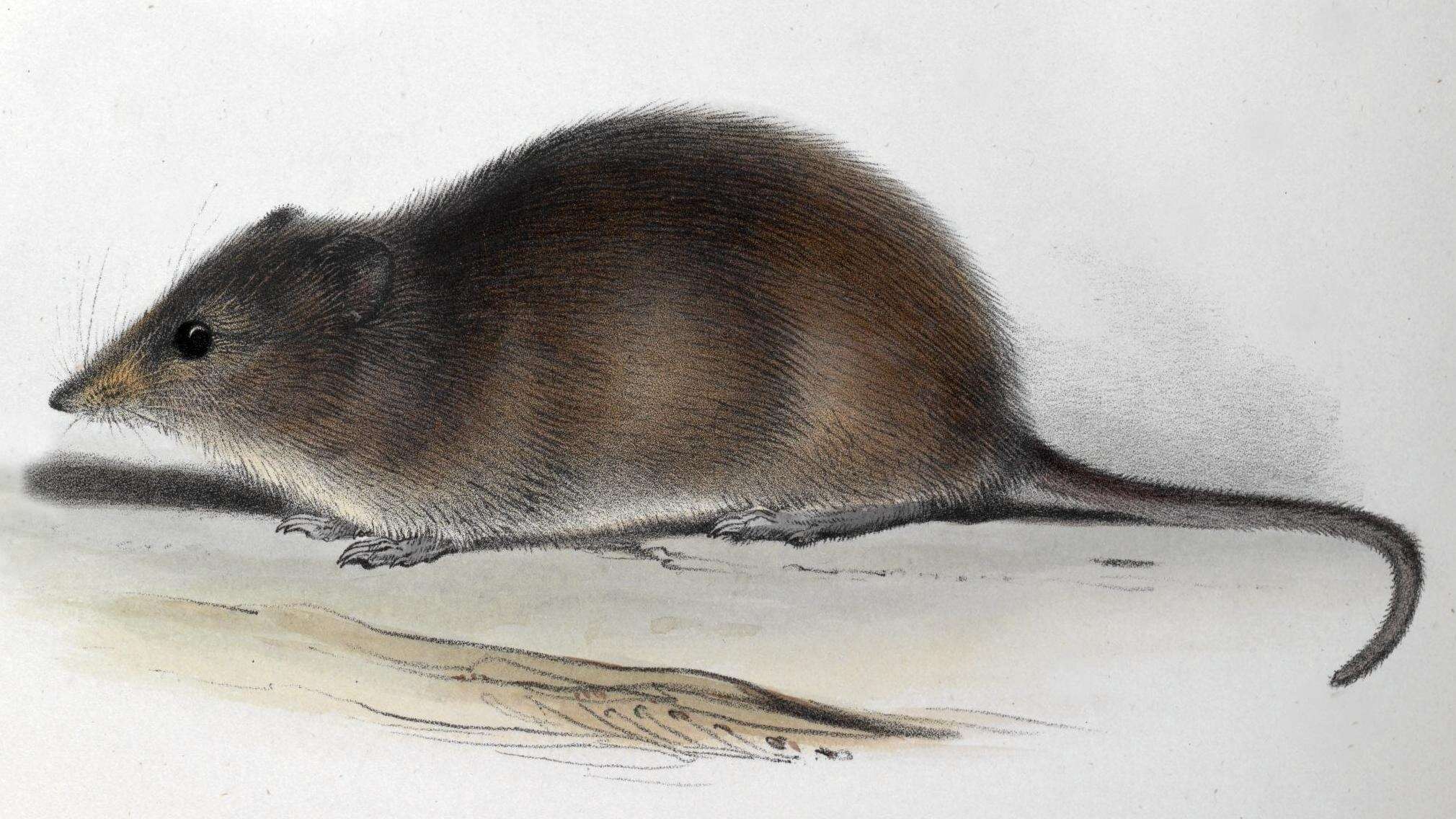 Image of Oxymycterus Waterhouse 1837