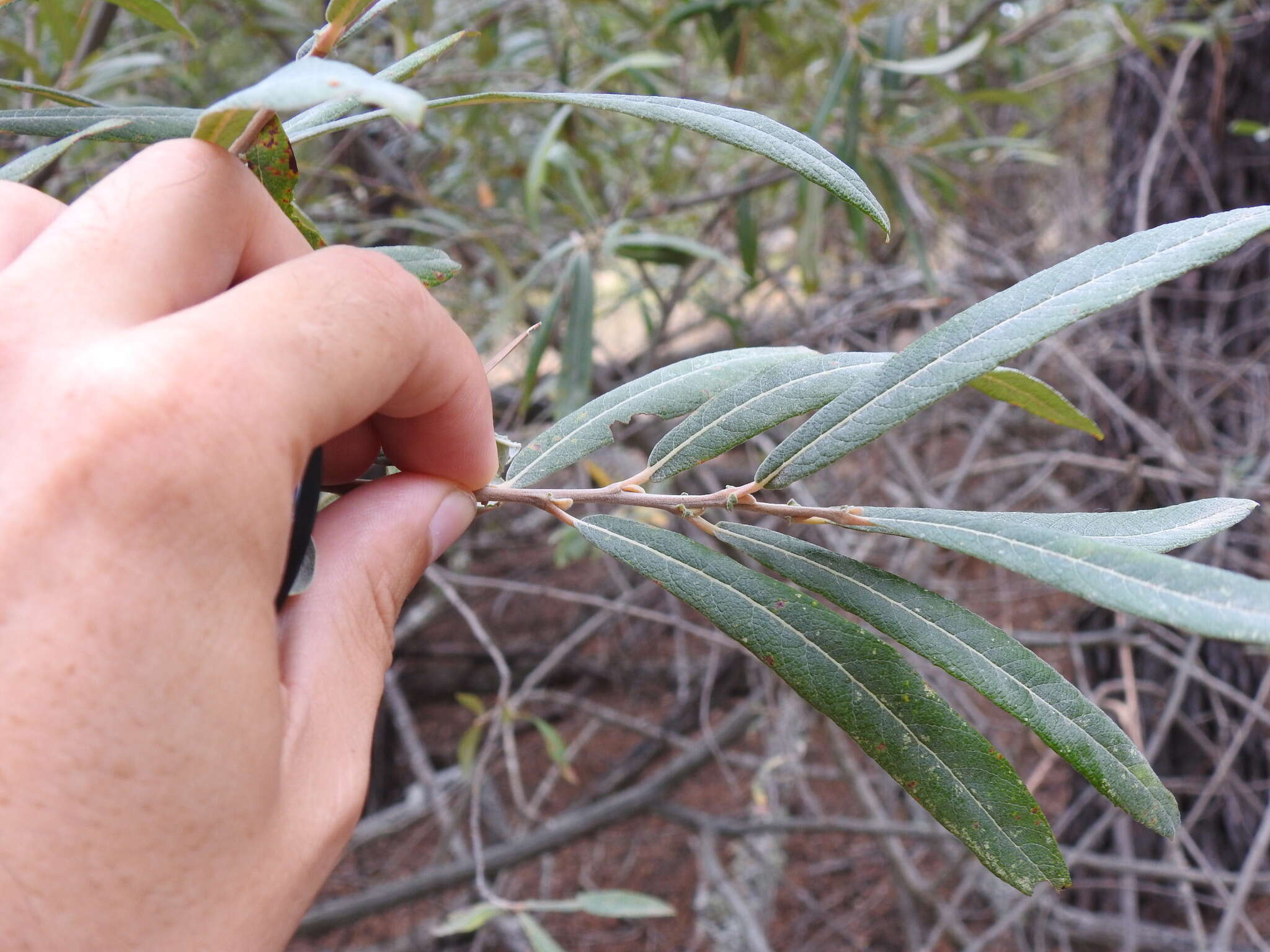 Image of Salix salviifolia Brot.