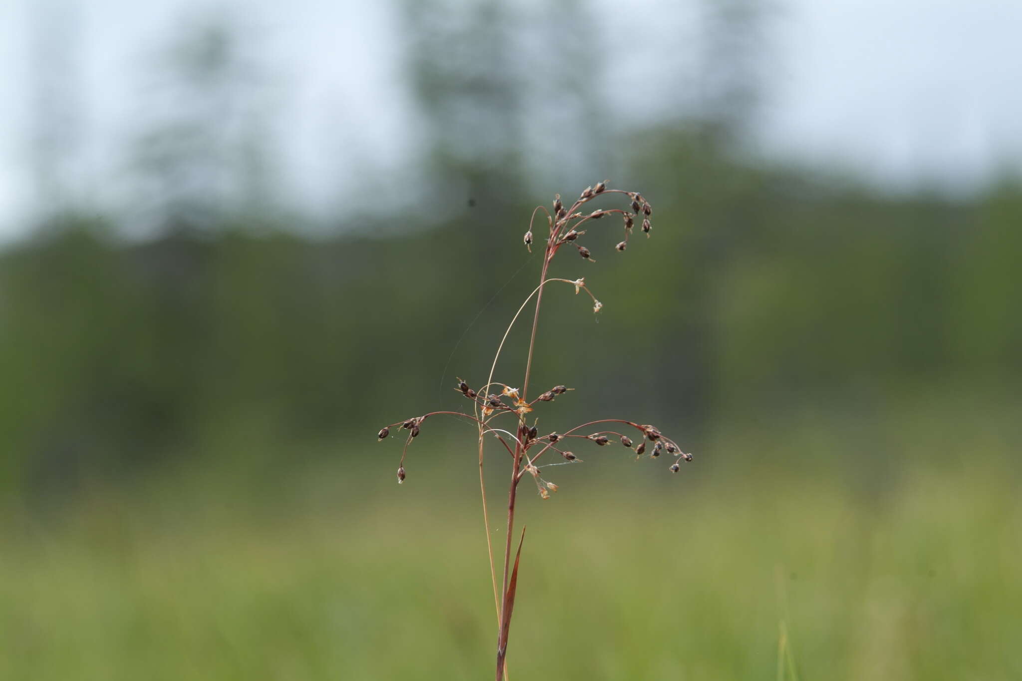 Image of Wahlenberg's Wood-Rush