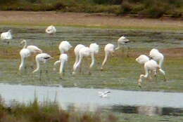 Imagem de Phoenicopterus roseus Pallas 1811