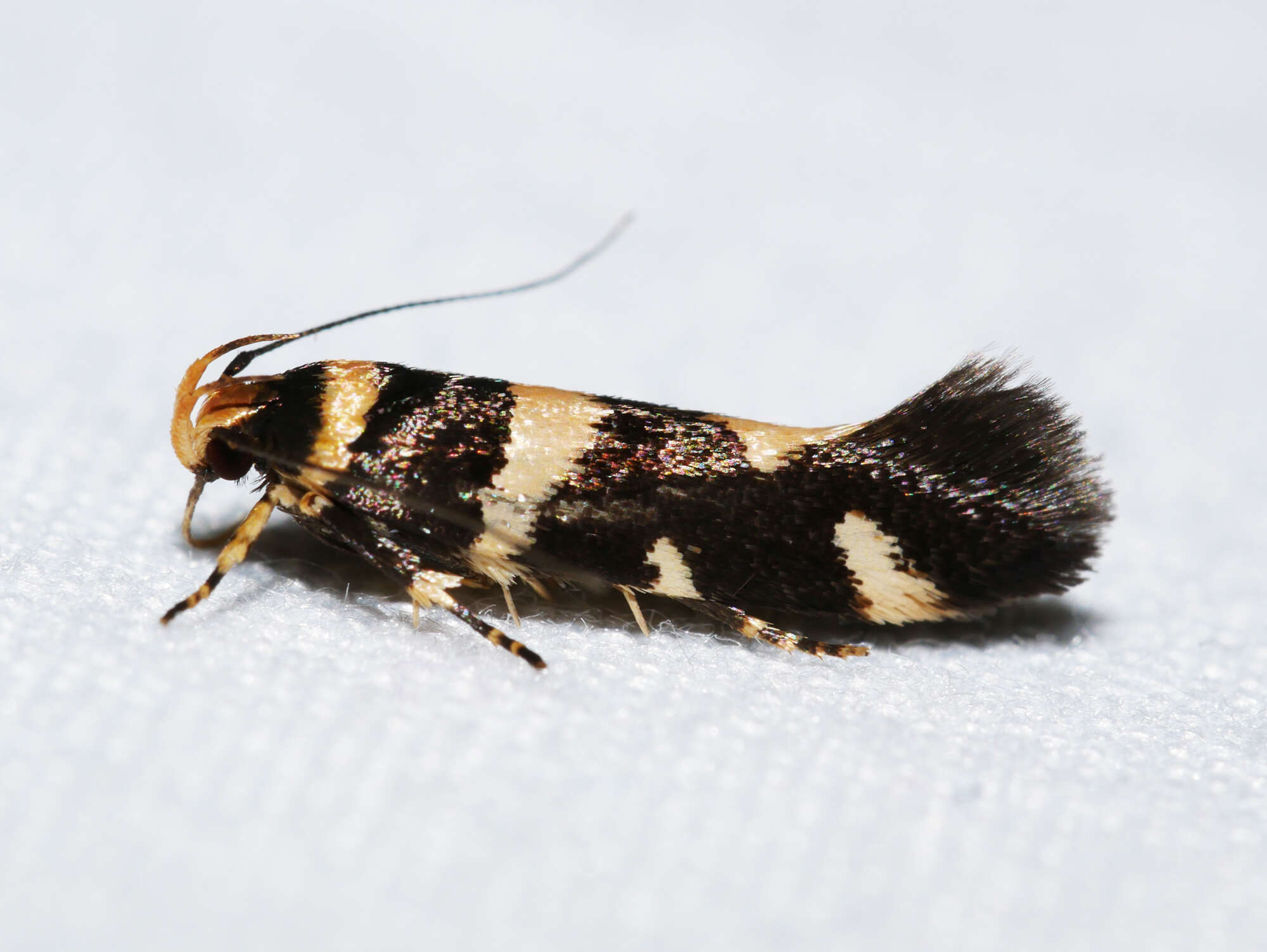 Image of Macrobathra arrectella Walker 1864