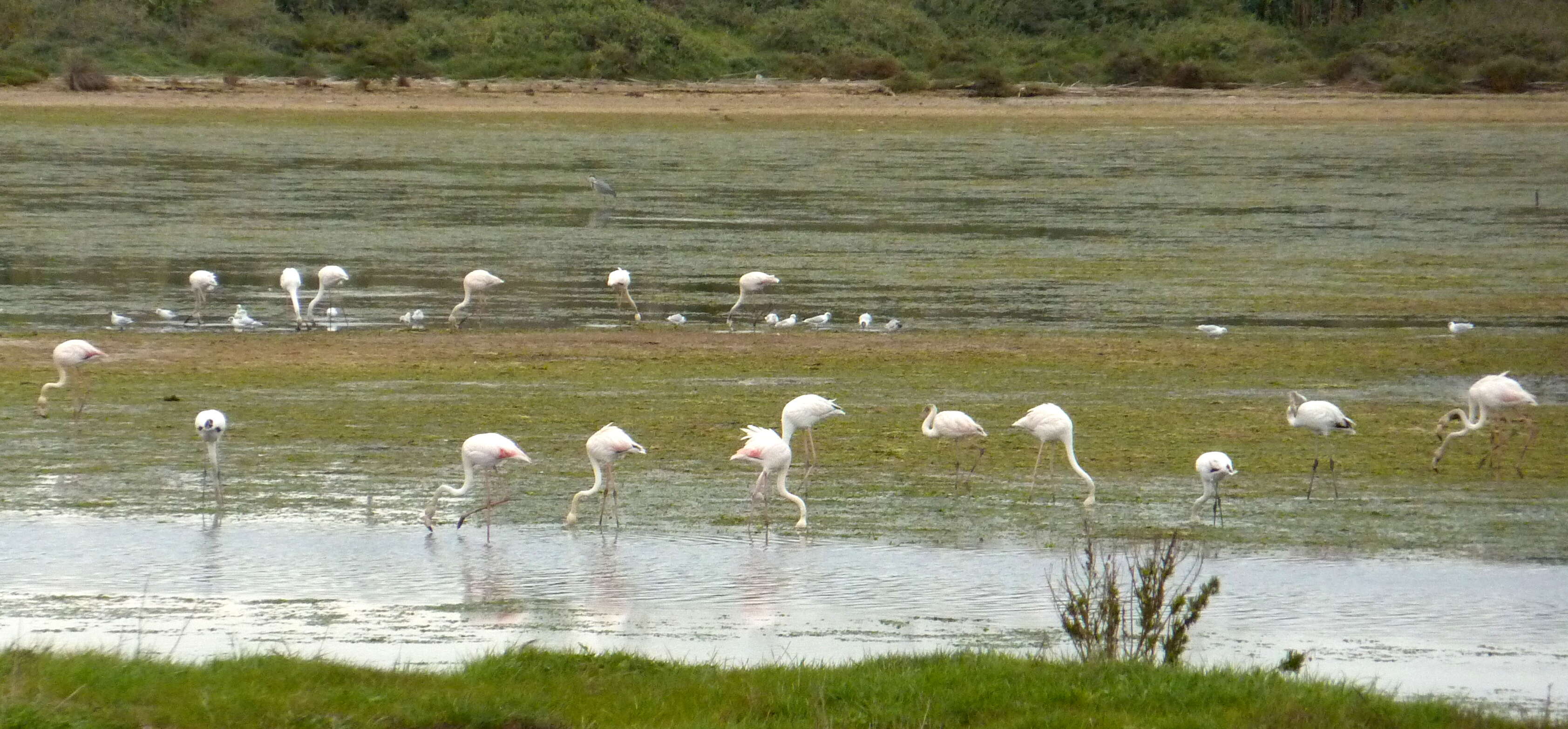 Imagem de Phoenicopterus roseus Pallas 1811