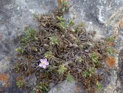 Image of Spergularia rupicola Le Jolis