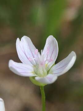 Claytonia palustris Swanson & Kelley resmi