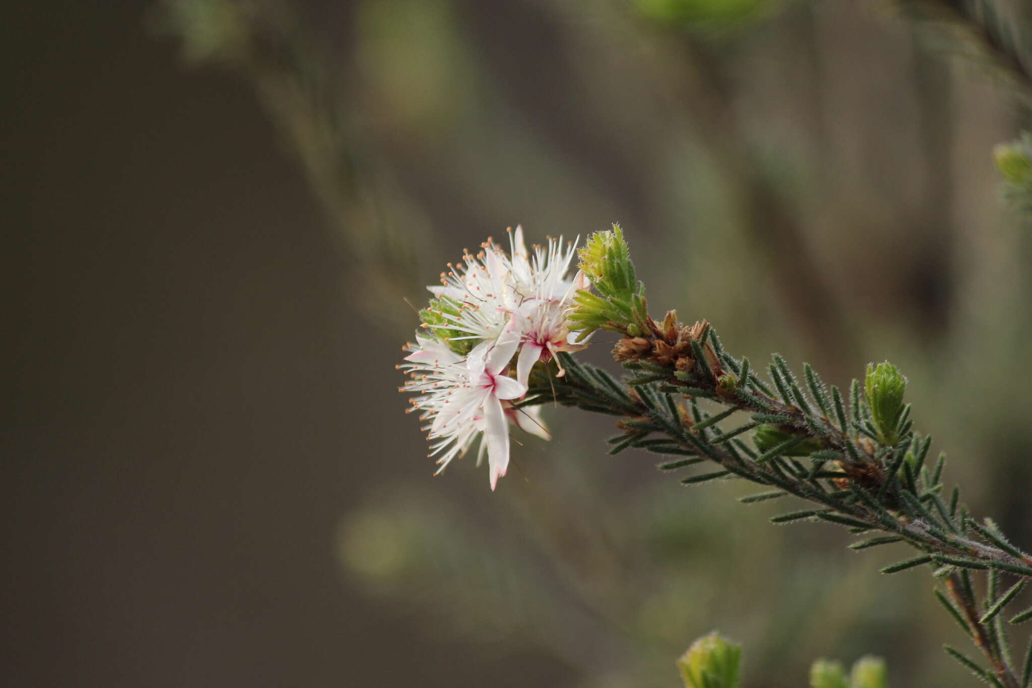 Image of Calytrix tetragona Labill.