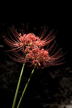 Image of red spider lily