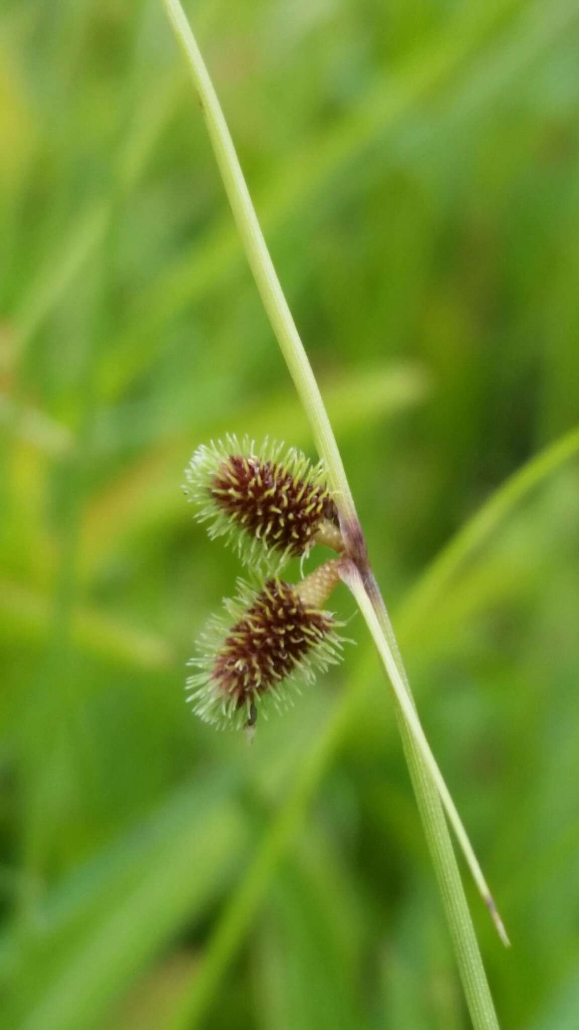 Image of Cyperus neochinensis (Tang & F. T. Wang) Bauters