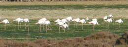 Imagem de Phoenicopterus roseus Pallas 1811