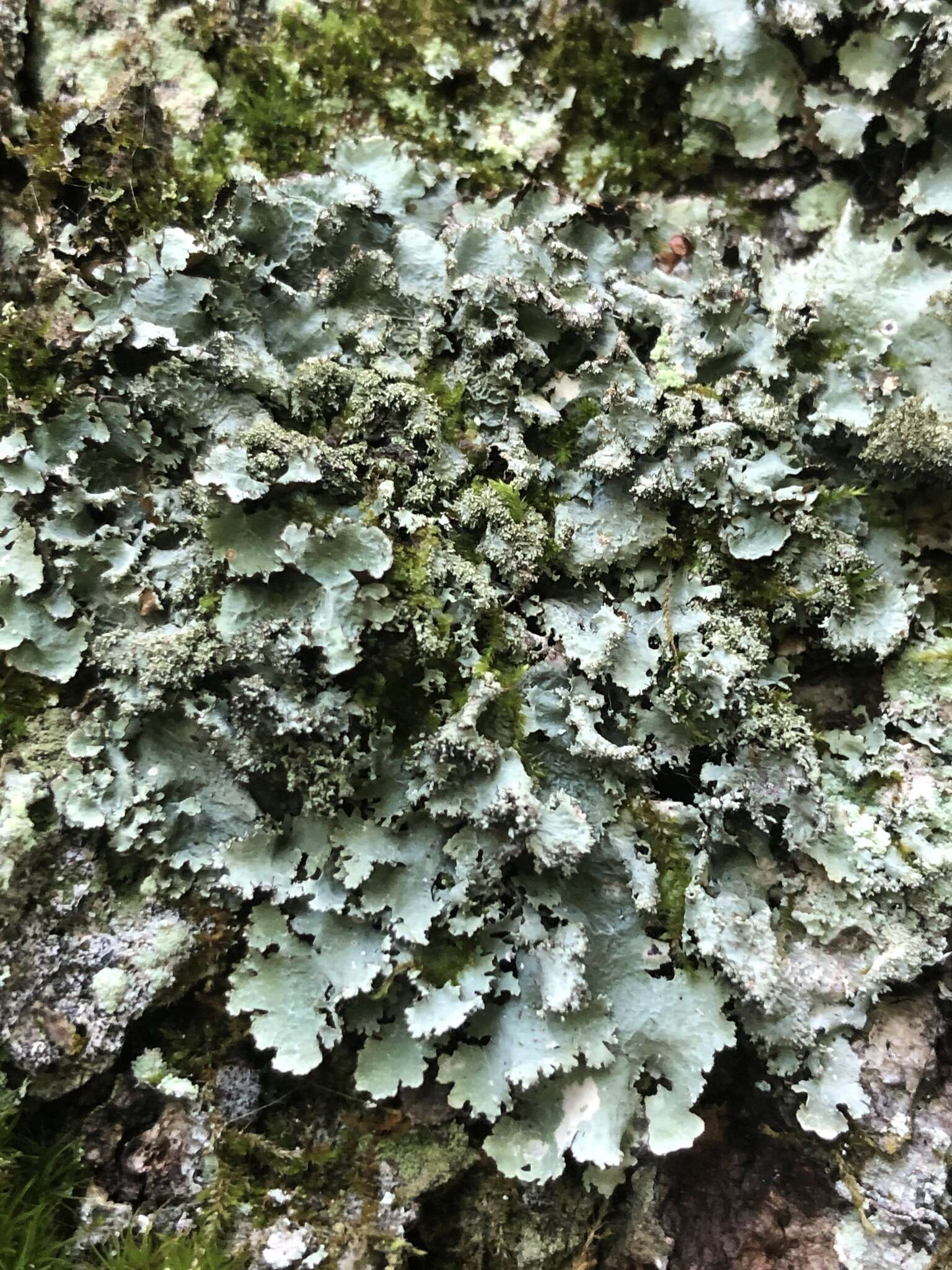 Image of parmotrema lichen