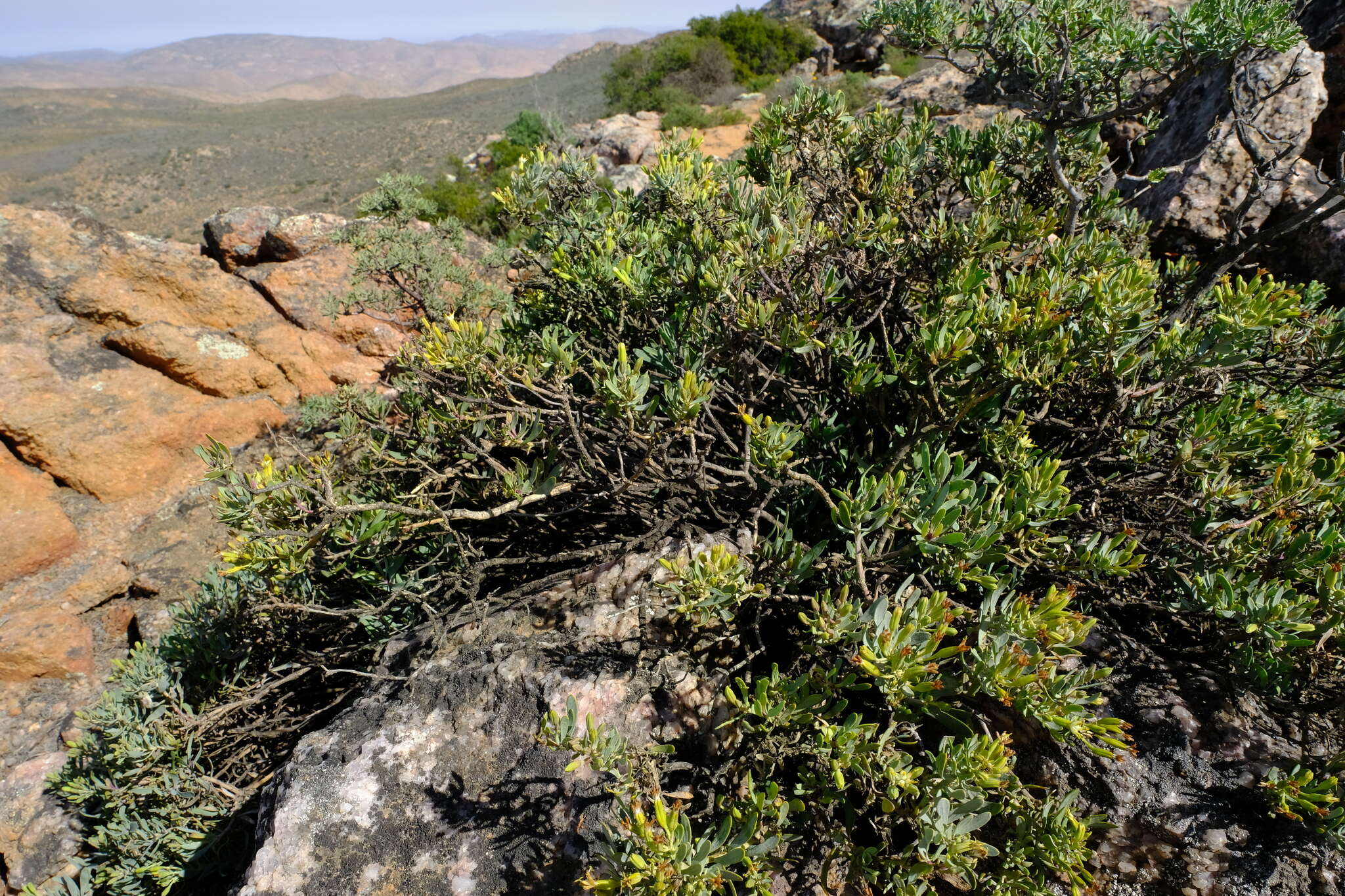 Image of Lopholaena cneorifolia (DC.) S. Moore