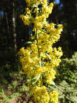 Image of stout goldenrod