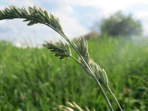 Image of Cocksfoot or Orchard Grass