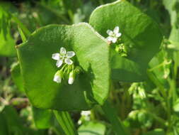 Image of Indian lettuce