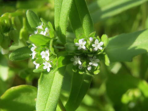 Image of Lewiston cornsalad