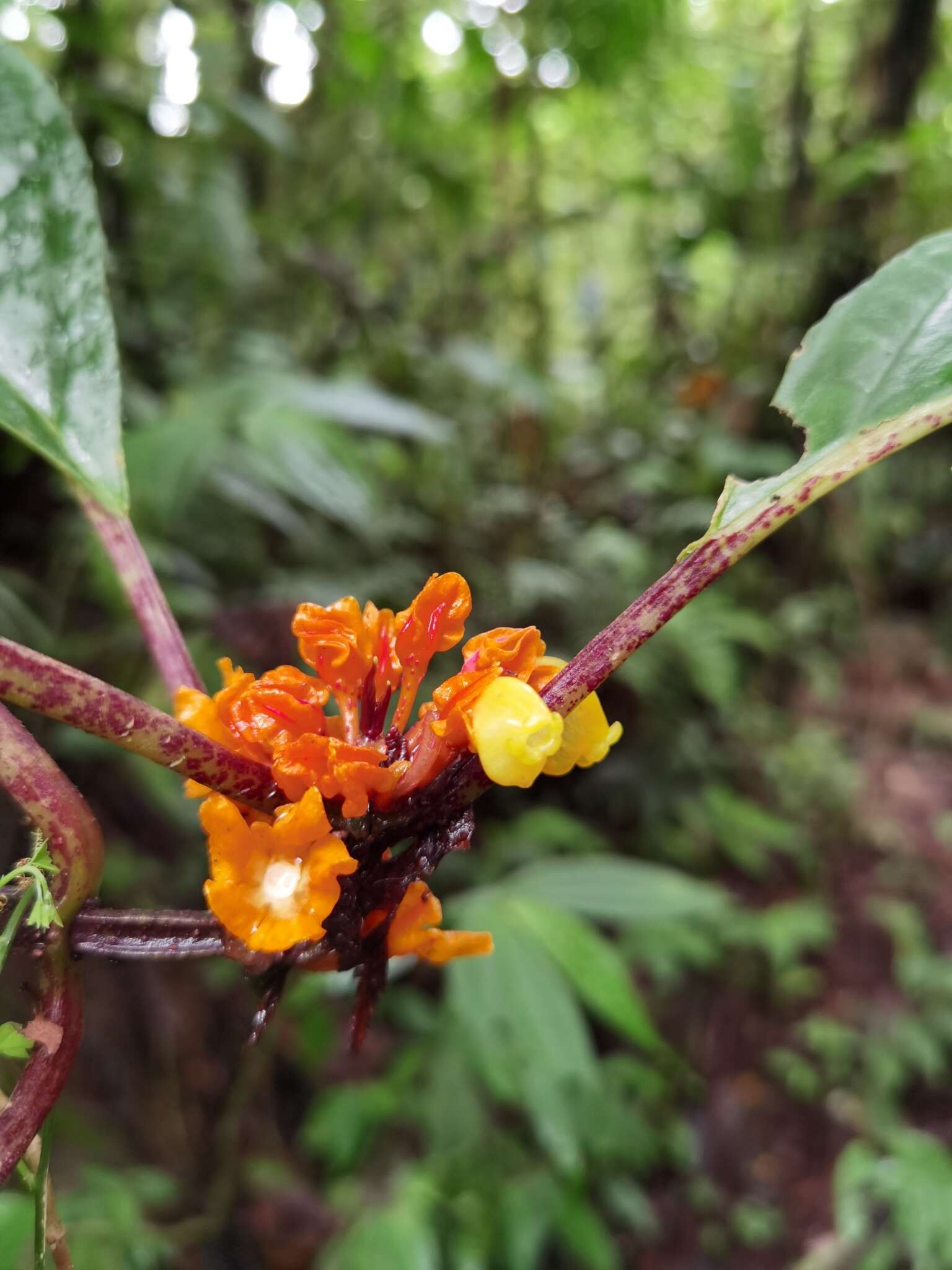 Imagem de Drymonia ambonensis (L. E. Skog) J. L. Clark