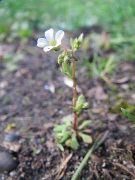 Image of nailwort