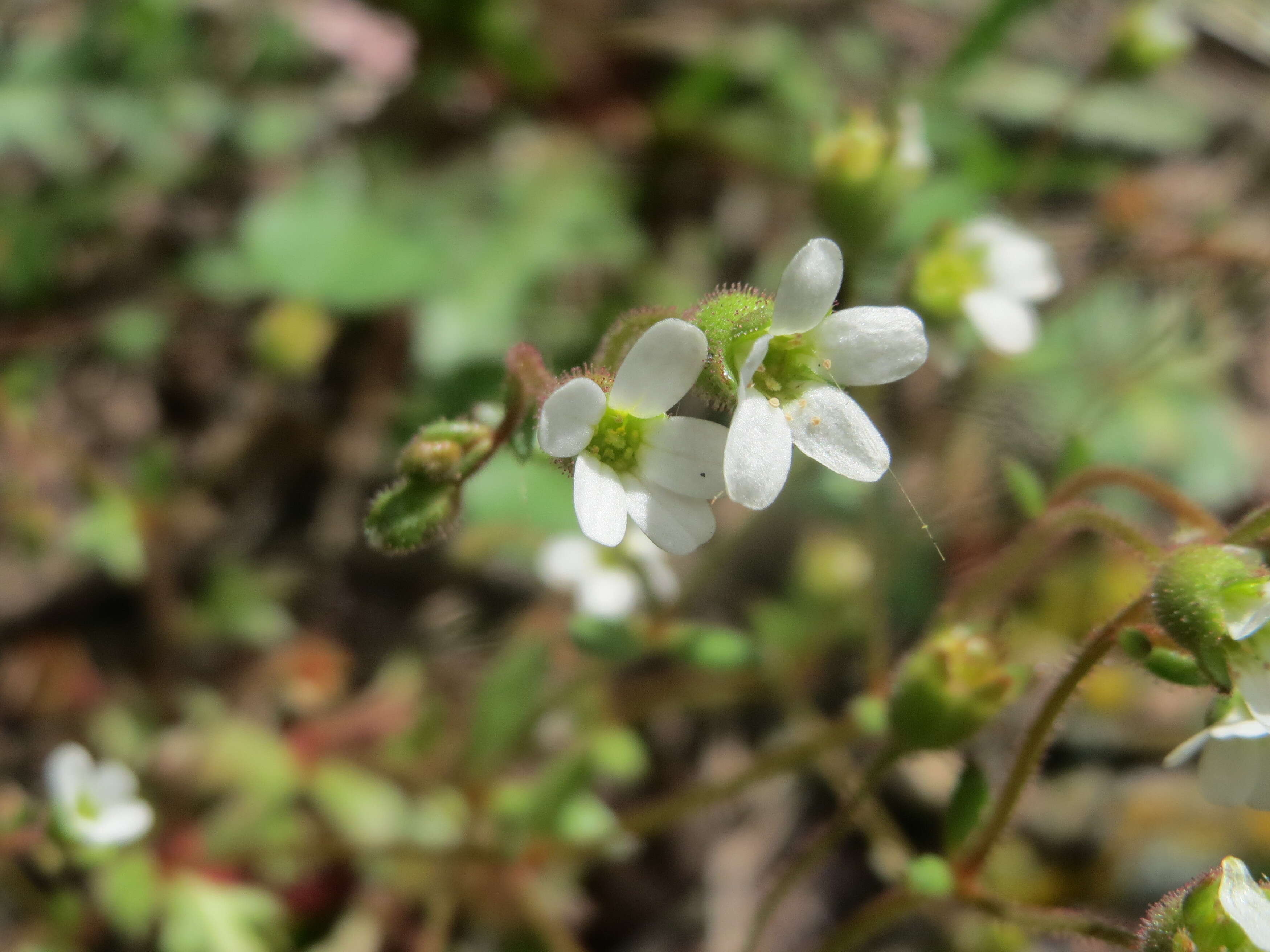 Image of nailwort