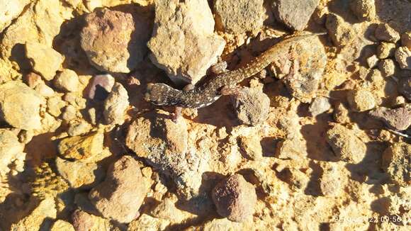 Image of Calvinia Thick-toed Gecko