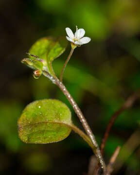 Image of Myosotis matthewsii L. B. Moore