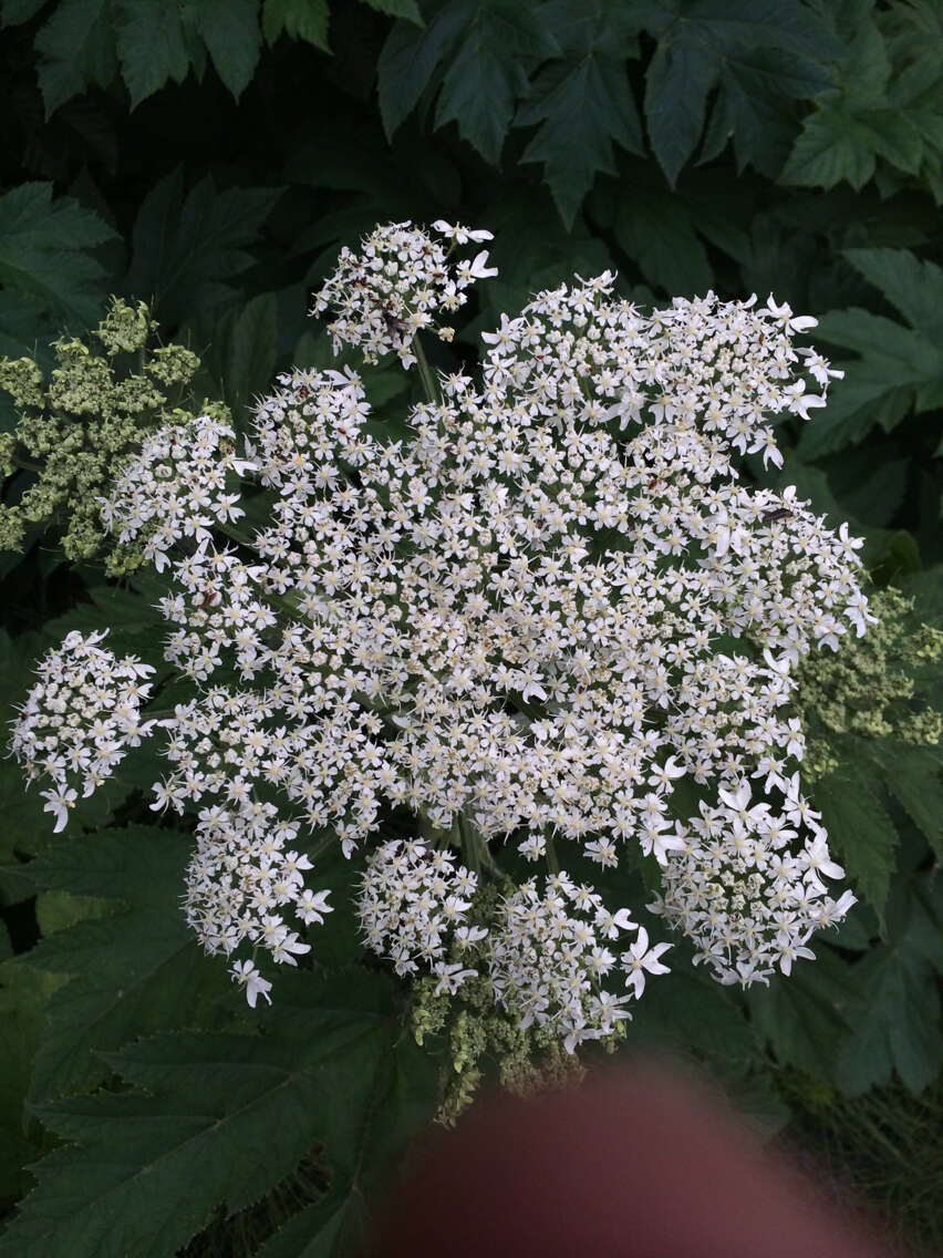 Plancia ëd Heracleum sphondylium subsp. montanum (Schleicher ex Gaudin) Briq.