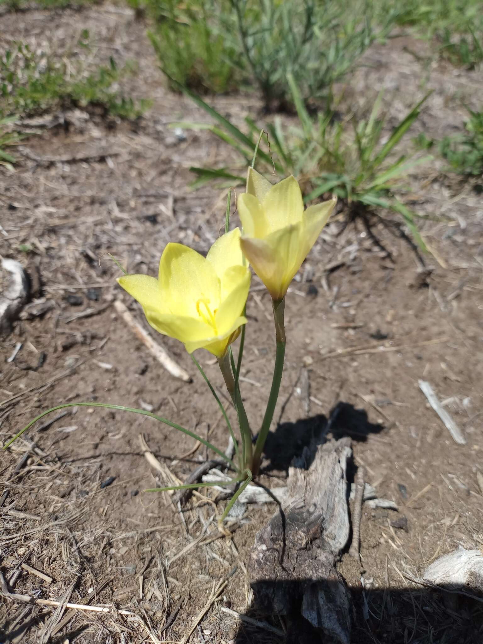 صورة Zephyranthes filifolia Herb. ex Kraenzl.