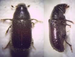 Image of Common pine shoot beetle