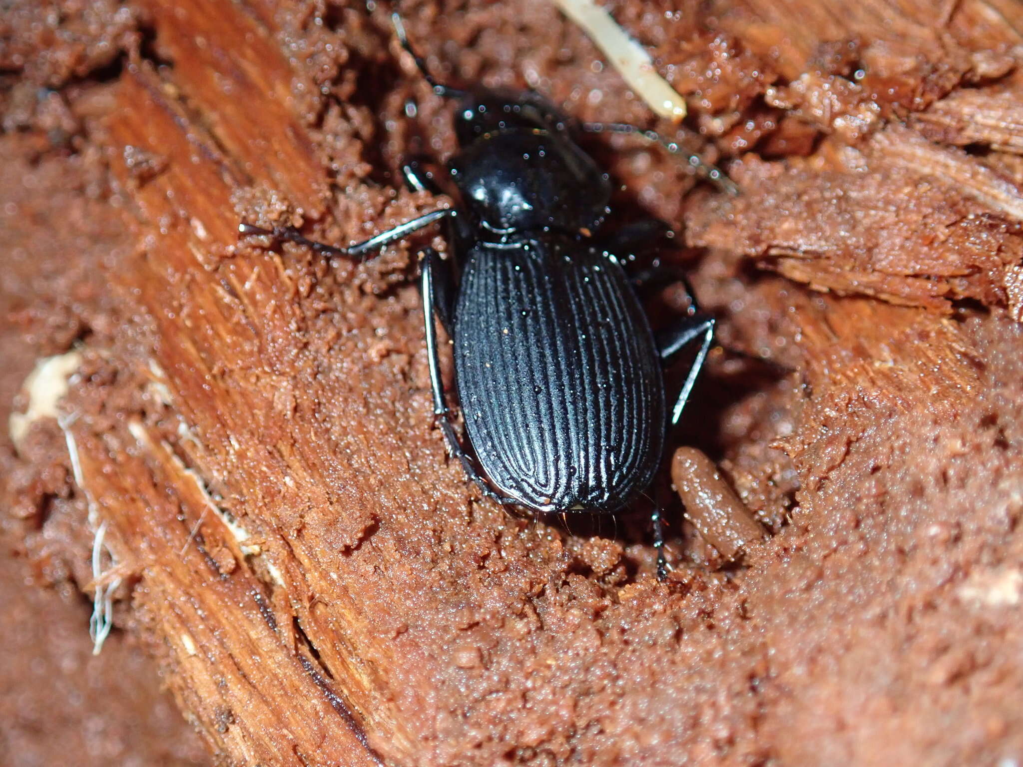 Image of Pterostichus (Eosteropus) moestus (Say 1823)