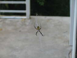 Image of Black-and-Yellow Argiope