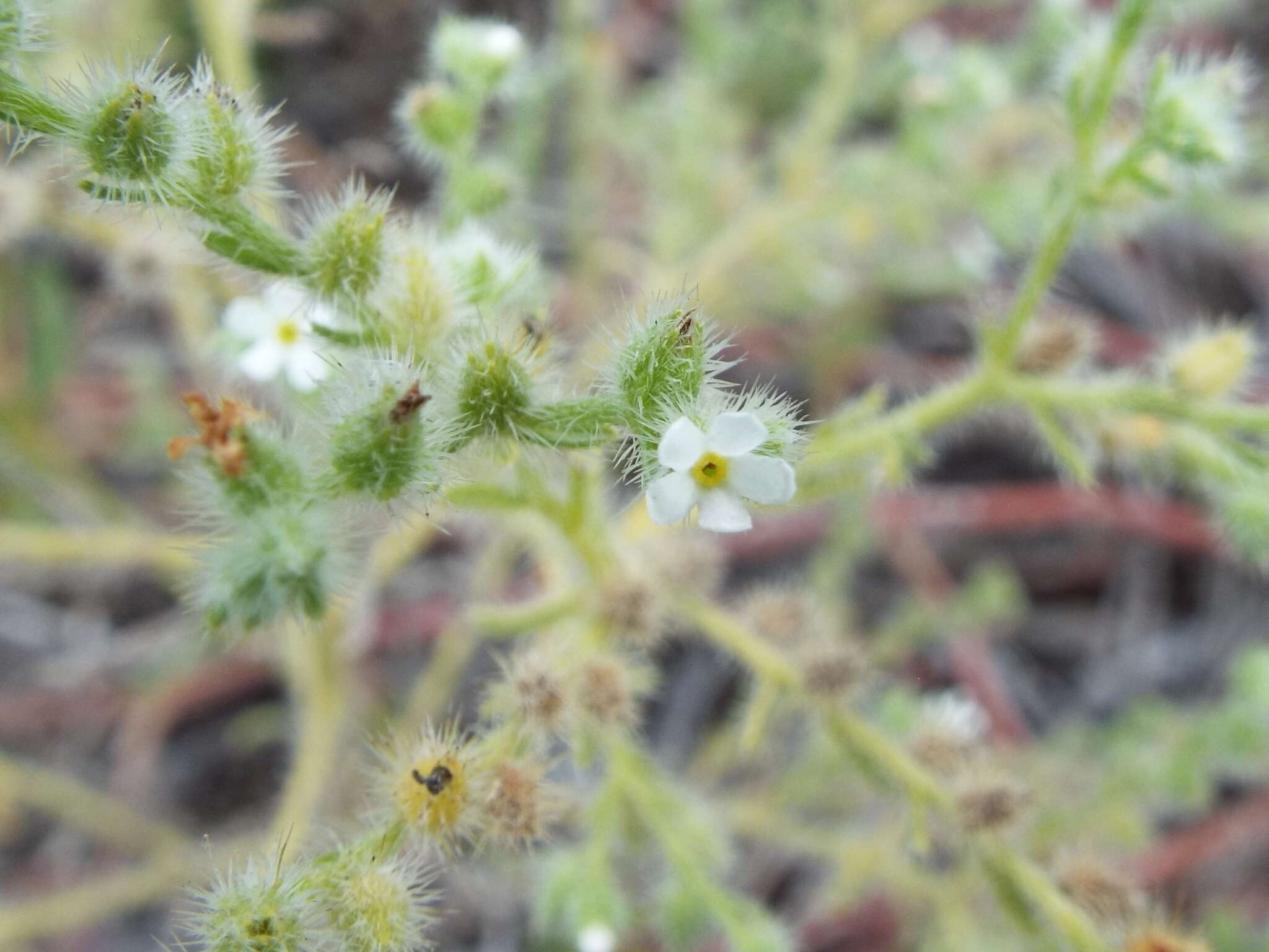 Слика од Cryptantha albida (Kunth) I. M. Johnst.