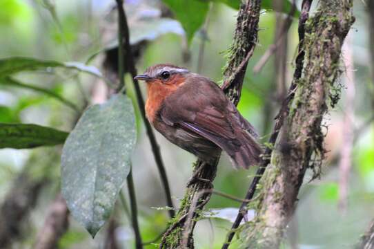 Image of Rufous Gnateater