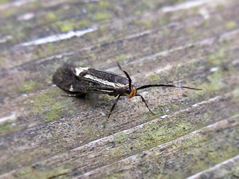 Image of Esperia sulphurella