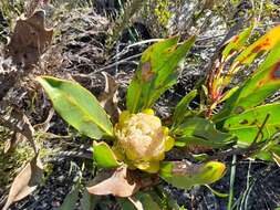 Imagem de Protea foliosa Rourke